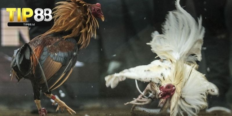 Tham gia cược đá gà C1